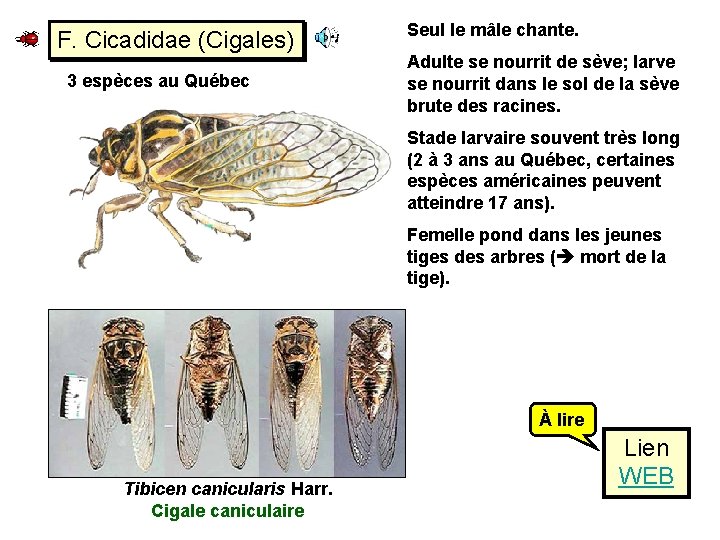F. Cicadidae (Cigales) 3 espèces au Québec Seul le mâle chante. Adulte se nourrit
