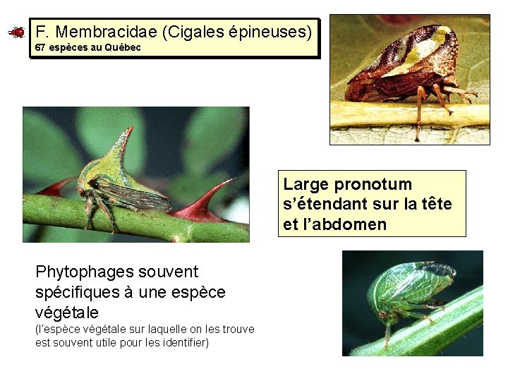 F. Membracidae (Cigales épineuses) 67 espèces au Québec Large pronotum s’étendant sur la tête