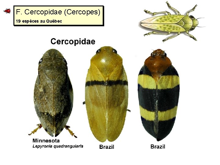F. Cercopidae (Cercopes) 19 espèces au Québec 