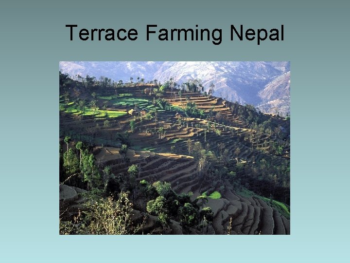 Terrace Farming Nepal 