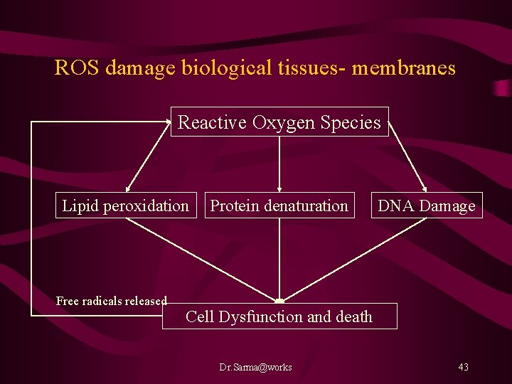 ROS damage biological tissues- membranes Reactive Oxygen Species Lipid peroxidation Free radicals released Protein