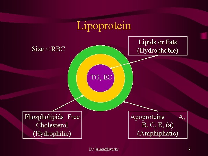 Lipoprotein Lipids or Fats (Hydrophobic) Size < RBC TG, EC Apoproteins A, B, C,
