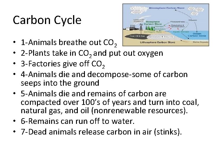 Carbon Cycle 1 -Animals breathe out CO 2 2 -Plants take in CO 2