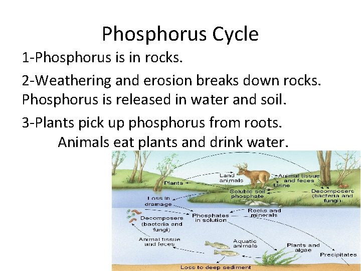 Phosphorus Cycle 1 -Phosphorus is in rocks. 2 -Weathering and erosion breaks down rocks.