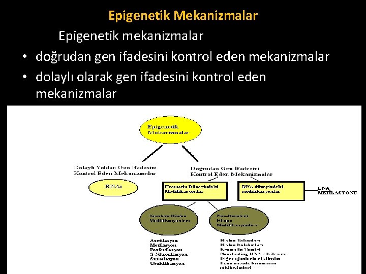 Epigenetik Mekanizmalar Epigenetik mekanizmalar • doğrudan gen ifadesini kontrol eden mekanizmalar • dolaylı olarak