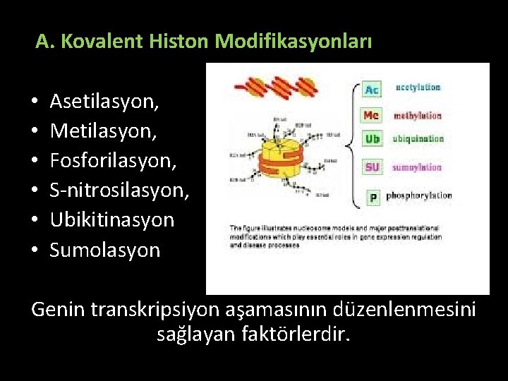 A. Kovalent Histon Modifikasyonları • • • Asetilasyon, Metilasyon, Fosforilasyon, S-nitrosilasyon, Ubikitinasyon Sumolasyon Genin