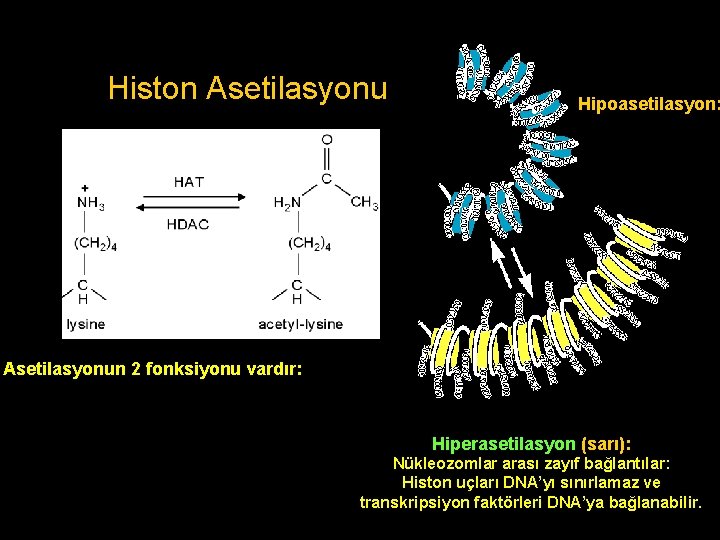 Histon Asetilasyonu Hipoasetilasyon: Nükleozomlar arası güçlü bağlantılar Histone deacetylase Asetilasyonun 2 fonksiyonu vardır: 1.