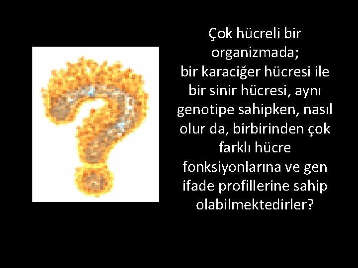 Çok hücreli bir organizmada; bir karaciğer hücresi ile bir sinir hücresi, aynı genotipe sahipken,