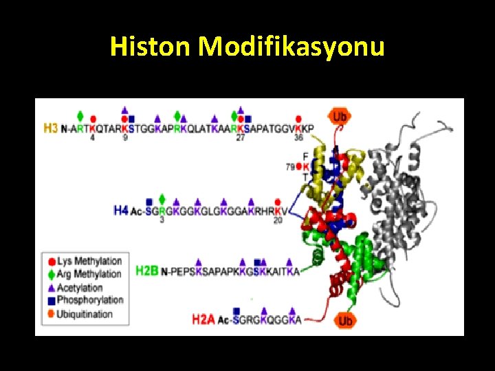 Histon Modifikasyonu 