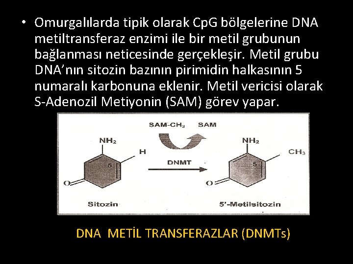  • Omurgalılarda tipik olarak Cp. G bölgelerine DNA metiltransferaz enzimi ile bir metil