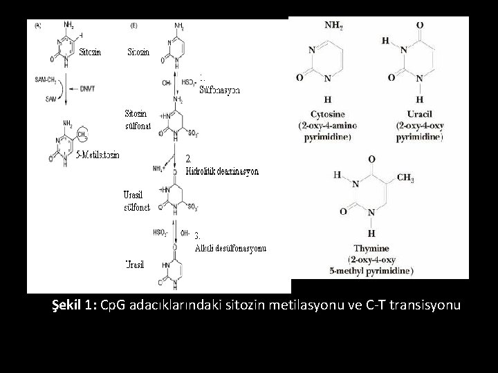 Şekil 1: Cp. G adacıklarındaki sitozin metilasyonu ve C-T transisyonu 