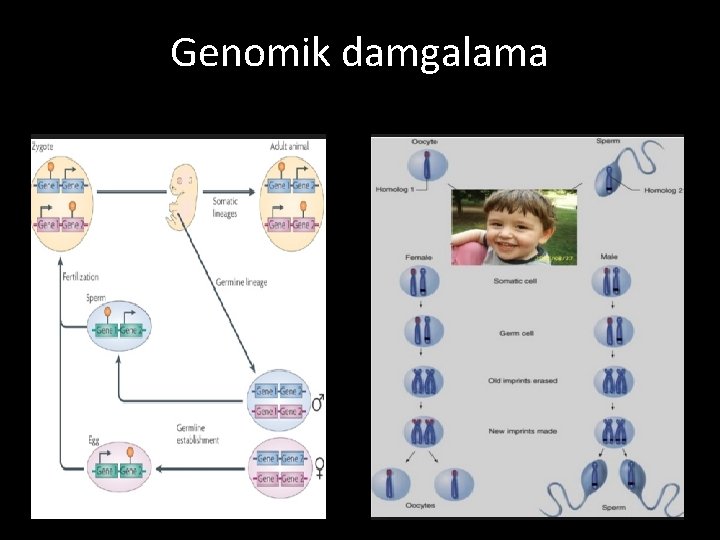 Genomik damgalama 