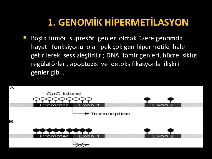 1. GENOMİK HİPERMETİLASYON § Başta tümör supresör genler olmak üzere genomda hayati fonksiyonu olan