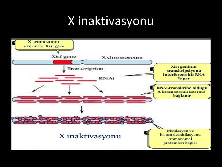 X inaktivasyonu 