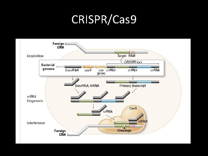 CRISPR/Cas 9 