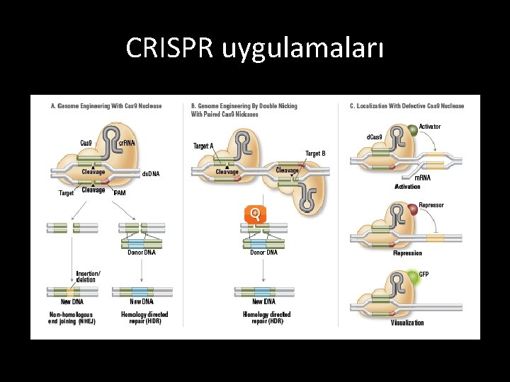 CRISPR uygulamaları 