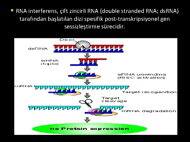 § RNA interferens, çift zincirli RNA (double stranded RNA; ds. RNA) tarafından başlatılan dizi