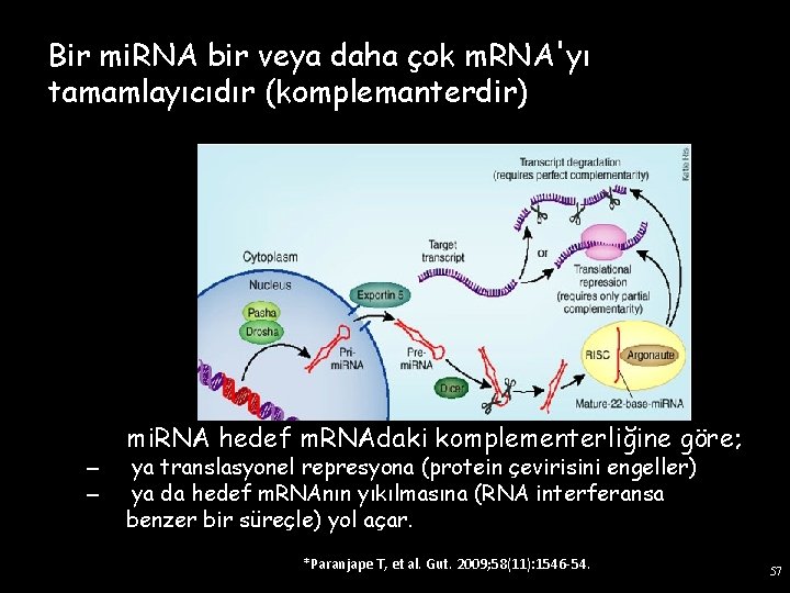Bir mi. RNA bir veya daha çok m. RNA'yı tamamlayıcıdır (komplemanterdir) – – mi.