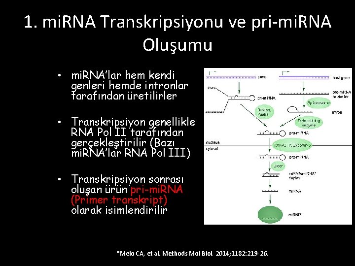 1. mi. RNA Transkripsiyonu ve pri-mi. RNA Oluşumu • mi. RNA’lar hem kendi genleri