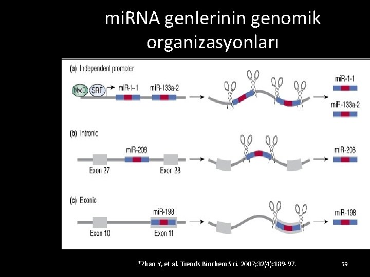 mi. RNA genlerinin genomik organizasyonları *Zhao Y, et al. Trends Biochem Sci. 2007; 32(4):