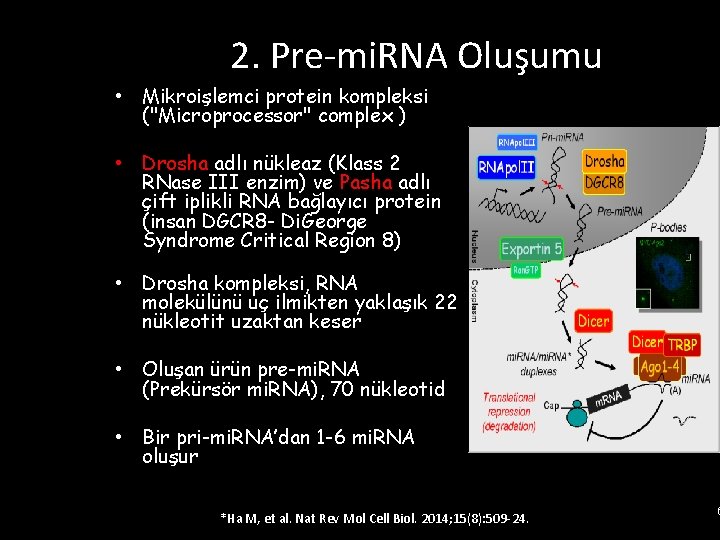 2. Pre-mi. RNA Oluşumu • Mikroişlemci protein kompleksi ("Microprocessor" complex ) • Drosha adlı