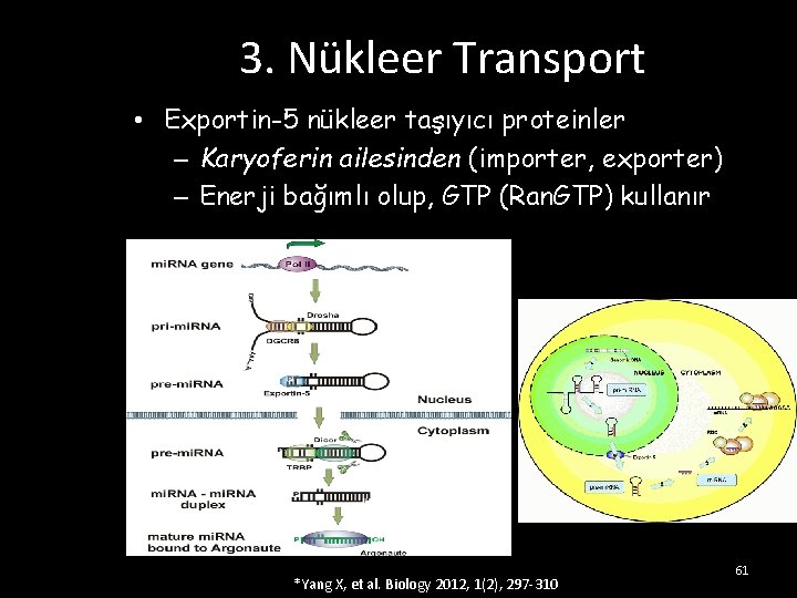 3. Nükleer Transport • Exportin-5 nükleer taşıyıcı proteinler – Karyoferin ailesinden (importer, exporter) –