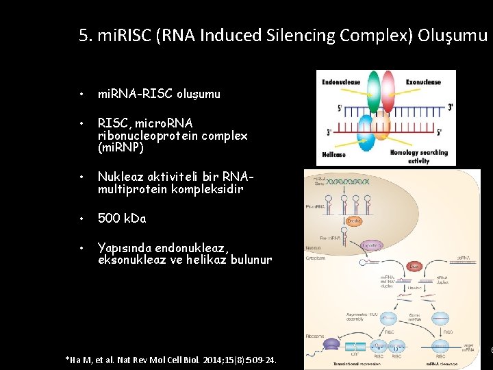 5. mi. RISC (RNA Induced Silencing Complex) Oluşumu • mi. RNA-RISC oluşumu • RISC,