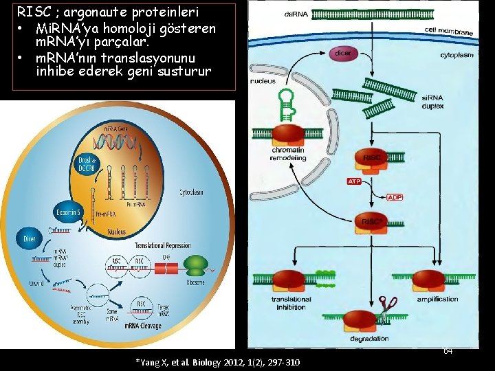 RISC ; argonaute proteinleri • Mi. RNA’ya homoloji gösteren m. RNA’yı parçalar. • m.