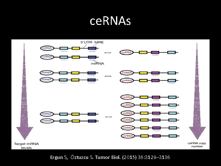 ce. RNAs Ergun S, Öztuzcu S. Tumor Biol. (2015) 36: 3129– 3136 