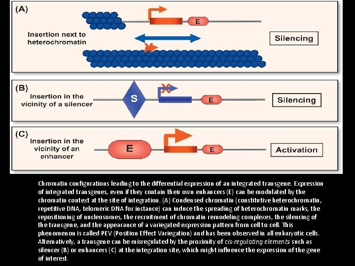 Chromatin configurations leading to the differential expression of an integrated transgene. Expression of integrated