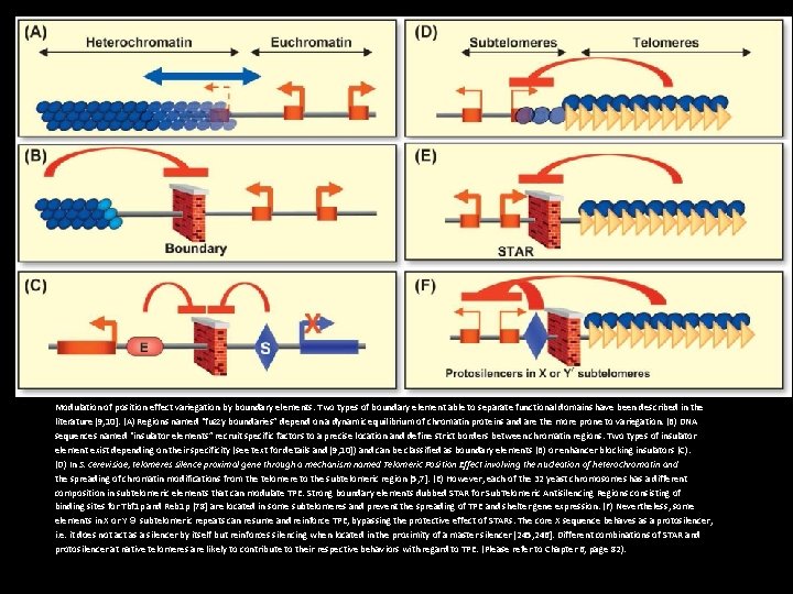 Modulation of position effect variegation by boundary elements. Two types of boundary element able