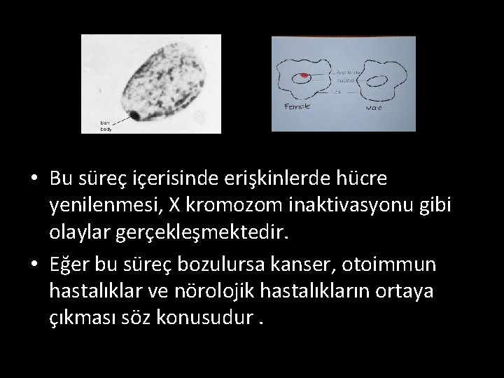  • Bu süreç içerisinde erişkinlerde hücre yenilenmesi, X kromozom inaktivasyonu gibi olaylar gerçekleşmektedir.