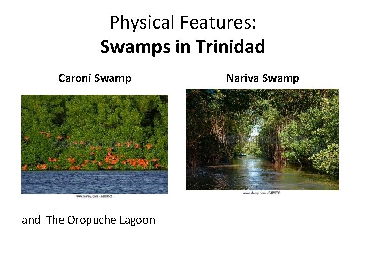 Physical Features: Swamps in Trinidad Caroni Swamp and The Oropuche Lagoon Nariva Swamp 