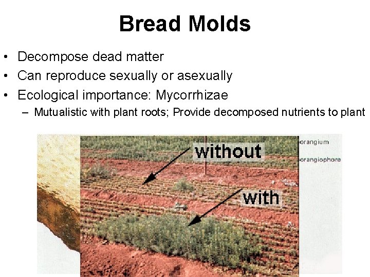 Bread Molds • Decompose dead matter • Can reproduce sexually or asexually • Ecological