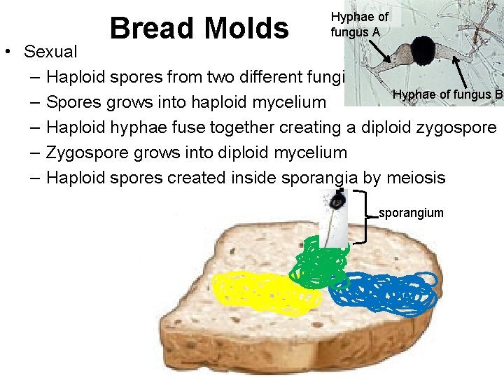 Bread Molds Hyphae of fungus A • Sexual – Haploid spores from two different