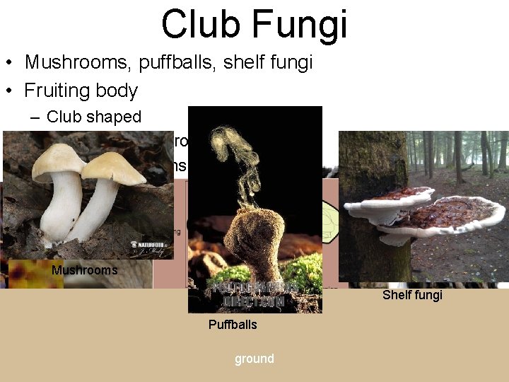 Club Fungi • Mushrooms, puffballs, shelf fungi • Fruiting body – Club shaped –