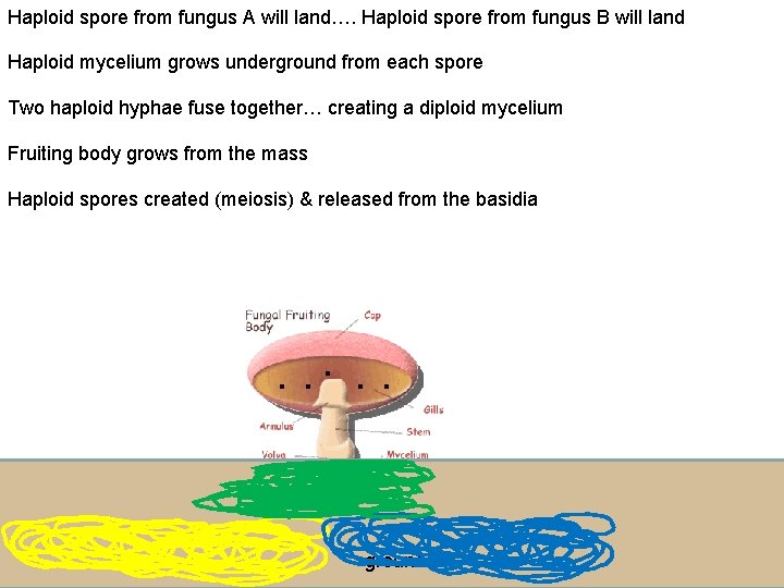 Haploid spore from fungus A will land…. Haploid spore from fungus B will land
