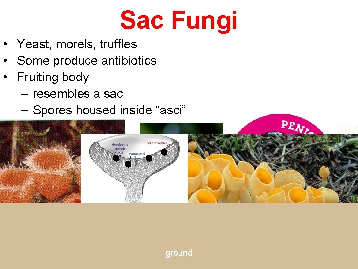 Sac Fungi • Yeast, morels, truffles • Some produce antibiotics • Fruiting body –