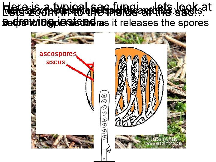 Here is a typical sac fungi… lets look at Here Meiosis are created the