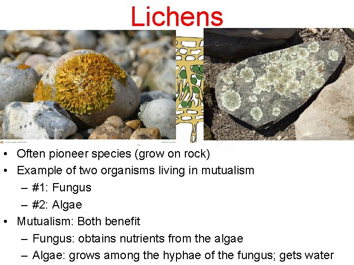 Lichens • Often pioneer species (grow on rock) • Example of two organisms living