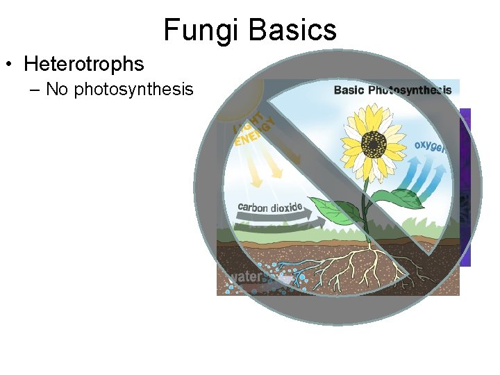 Fungi Basics • Heterotrophs – No photosynthesis 