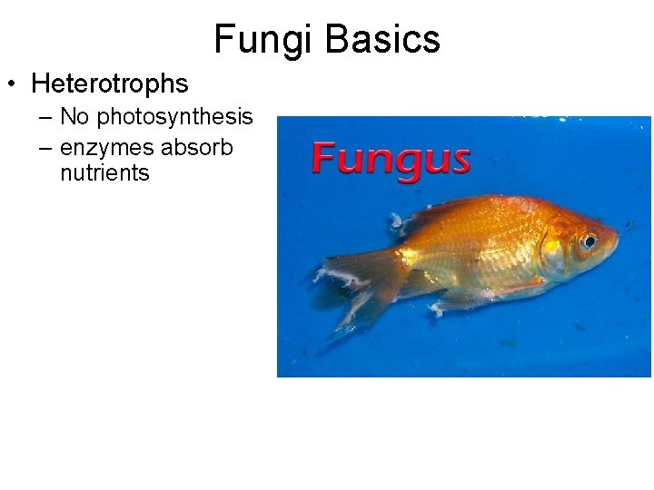 Fungi Basics • Heterotrophs – No photosynthesis – enzymes absorb nutrients 