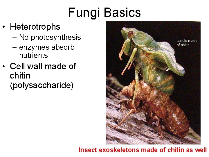 Fungi Basics • Heterotrophs – No photosynthesis – enzymes absorb nutrients • Cell wall