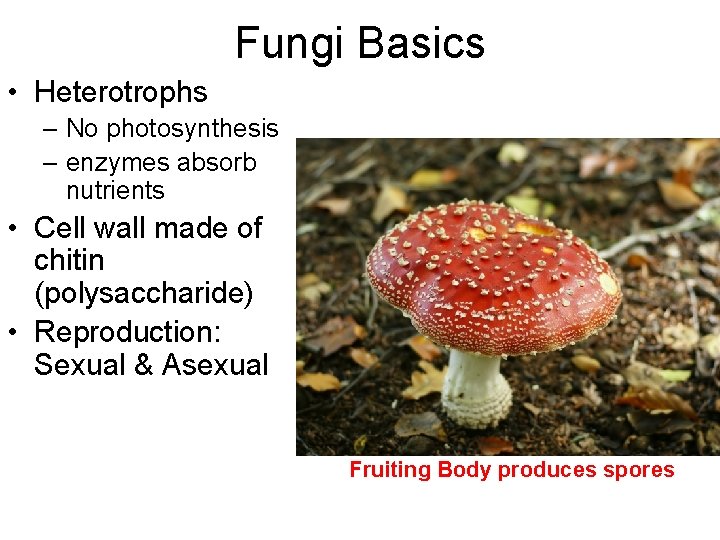 Fungi Basics • Heterotrophs – No photosynthesis – enzymes absorb nutrients • Cell wall