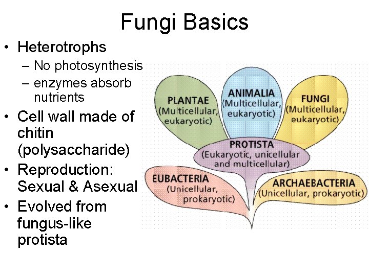 Fungi Basics • Heterotrophs – No photosynthesis – enzymes absorb nutrients • Cell wall