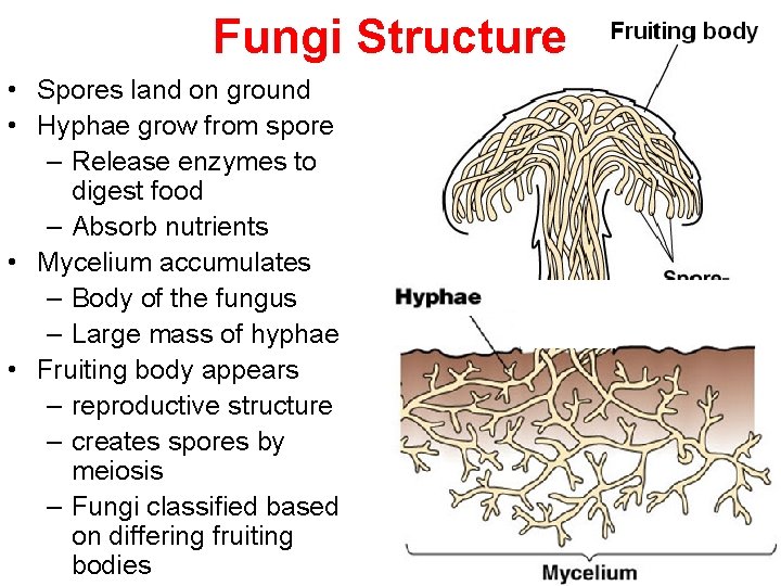Fungi Structure • Spores land on ground • Hyphae grow from spore – Release