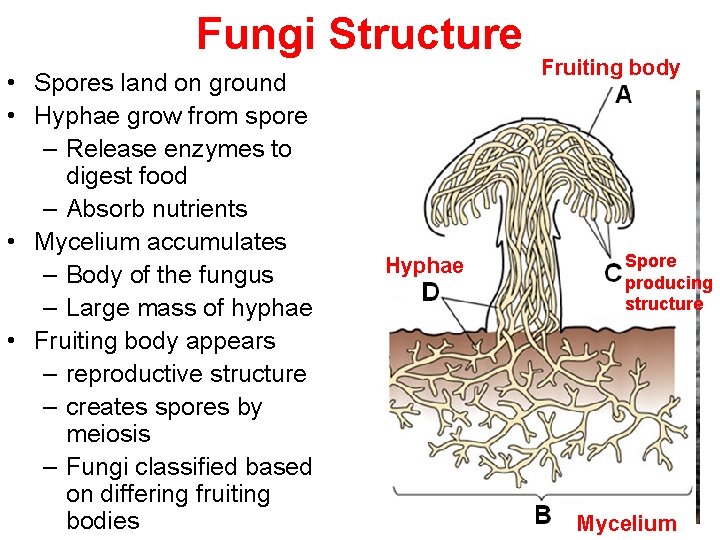 Fungi Structure • Spores land on ground • Hyphae grow from spore – Release