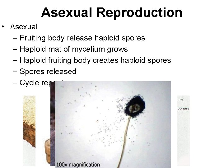 Asexual Reproduction • Asexual – Fruiting body release haploid spores – Haploid mat of