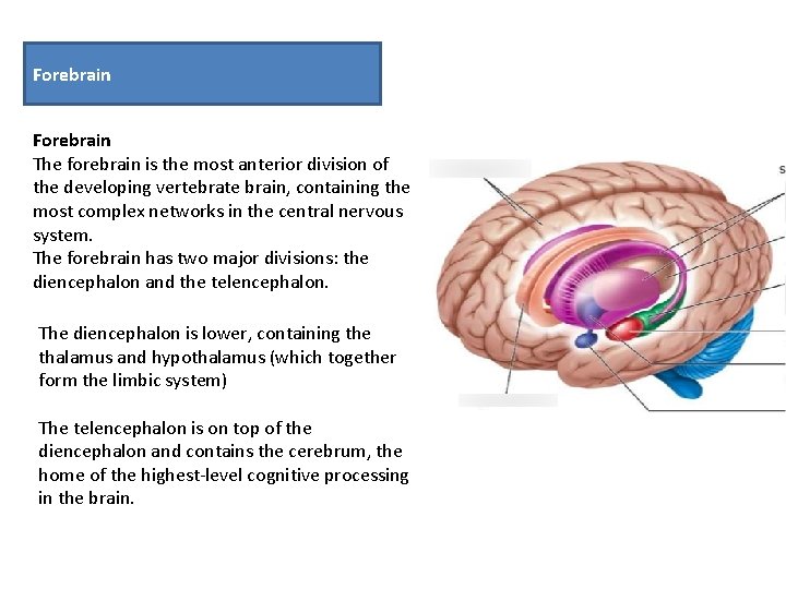 Forebrain The forebrain is the most anterior division of the developing vertebrate brain, containing