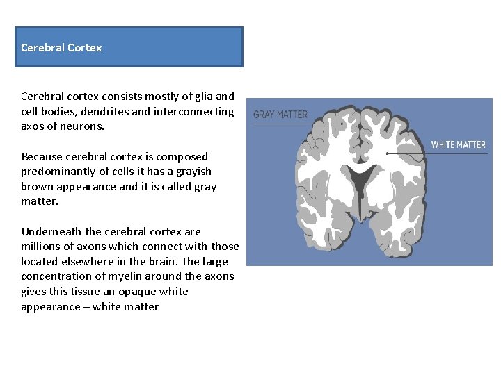 Cerebral Cortex Cerebral cortex consists mostly of glia and cell bodies, dendrites and interconnecting